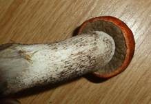 Fuchsrotkappe, Foto 21