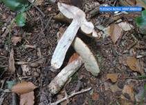 Fuchsrotkappe, Foto 10