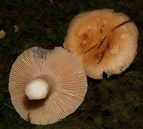Gallentäubling, Foto 3