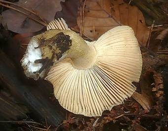Gallentäubling, Foto 5