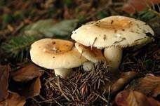 Gallentäubling, Foto 7