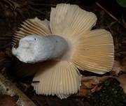 Gallentäubling, Foto 9