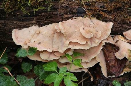 Gallertfleischiger Fältling, Foto 2