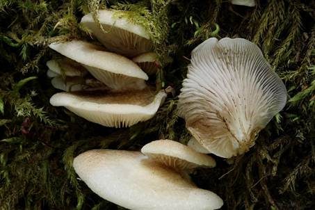 Gallertfleischiges Stummelfüßchen, Foto 2