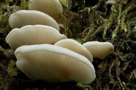 Gallertfleischiges Stummelfüßchen, Foto 3