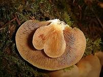 Gallertfleischiges Stummelfüßchen, Foto 12