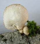 Gallertfleischiges Stummelfüßchen, Foto 14