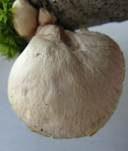 Gallertfleischiges Stummelfüßchen, Foto 17