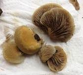 Gallertfleischiges Stummelfüßchen, Foto 18