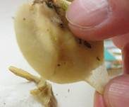 Gallertfleischiges Stummelfüßchen, Foto 19