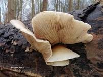 Gallertfleischiges Stummelfüßchen, Foto 20