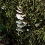Gallertfleischiges Stummelfüßchen, Foto 21