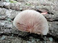 Gallertfleischiges Stummelfüßchen, Foto 22