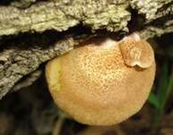 Gallertfleischiges Stummelfüßchen, Foto 23