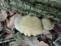 Gallertfleischiges Stummelfüßchen, Foto 24