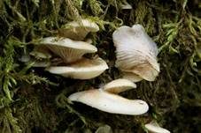 Gallertfleischiges Stummelfüßchen, Foto 26