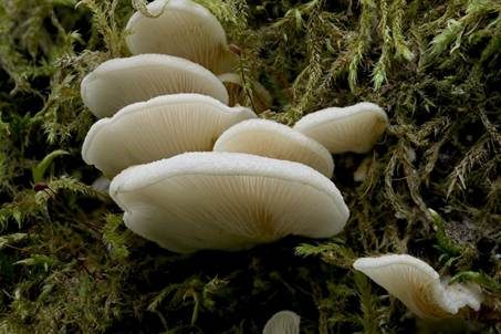 Gallertfleischiges Stummelfüßchen, Foto 5