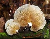 Gallertfleischiges Stummelfüßchen, Foto 6