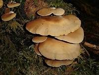 Gallertfleischiges Stummelfüßchen, Foto 11