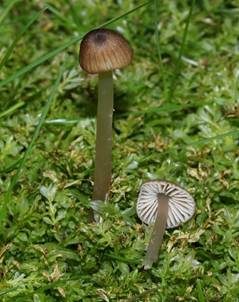Galmei-Rötling, Foto 3