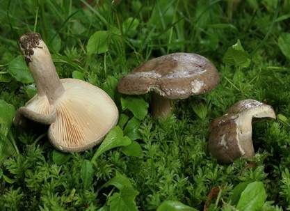 Gebänderter Hainbuchenmilchling, Foto 2