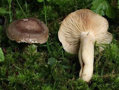 Gebänderter Hainbuchenmilchling, Foto 3