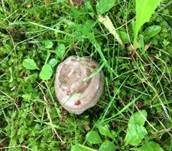 Gebänderter Hainbuchenmilchling, Foto 20
