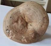 Gebänderter Hainbuchenmilchling, Foto 24