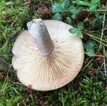 Gebänderter Hainbuchenmilchling, Foto 32
