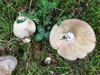 Gebänderter Hainbuchenmilchling, Foto 33