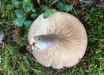 Gebänderter Hainbuchenmilchling, Foto 7