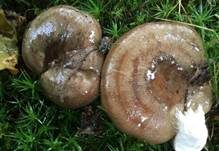 Gebänderter Hainbuchenmilchling, Foto 8