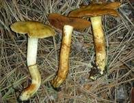 Gebirgsschleimfuß, Foto 6