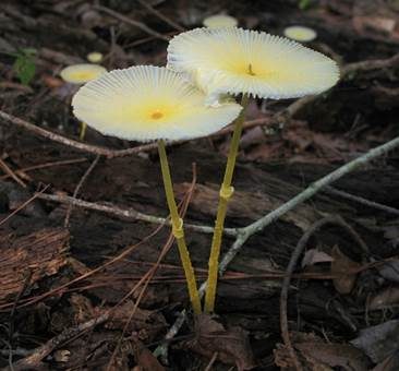 Gebrechlicher Faltenschirmling, Foto 2