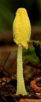 Gebrechlicher Faltenschirmling, Foto 4