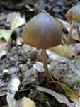 Gebrechlicher Glöckling, Foto 7