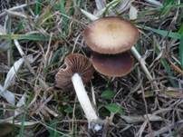 Gebuckelter Faserling, Foto 7
