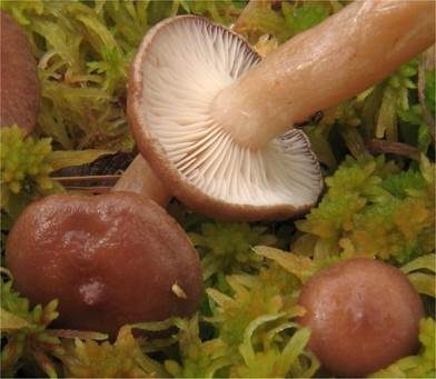 Gebuckelter Milchling, Foto 4