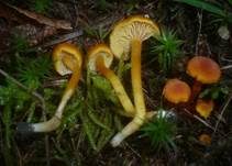 Gebuckelter Saftling, Foto 4