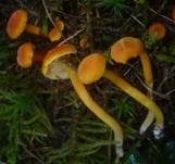 Gebuckelter Saftling, Foto 5