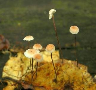 Gedrängtblättriger Schwindling, Foto 4
