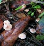 Gedrängtblättriger Schwindling, Foto 6