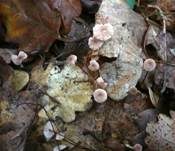 Gedrängtblättriger Schwindling, Foto 7