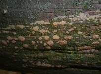 Gedrängte Gallertträne, Foto 5