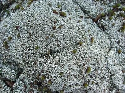 Gedrängte Säulenflechte, Foto 3