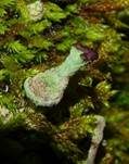 Gedrängte Säulenflechte, Foto 8