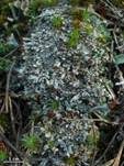 Gedrängte Säulenflechte, Foto 9