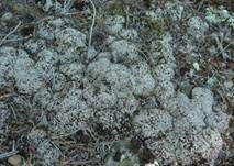 Gedrängte Säulenflechte, Foto 11