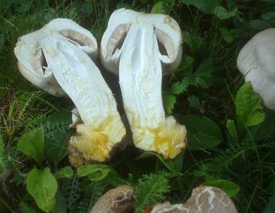 Gefaltetberingter Egerling, Foto 3