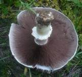 Gefaltetberingter Egerling, Foto 14
